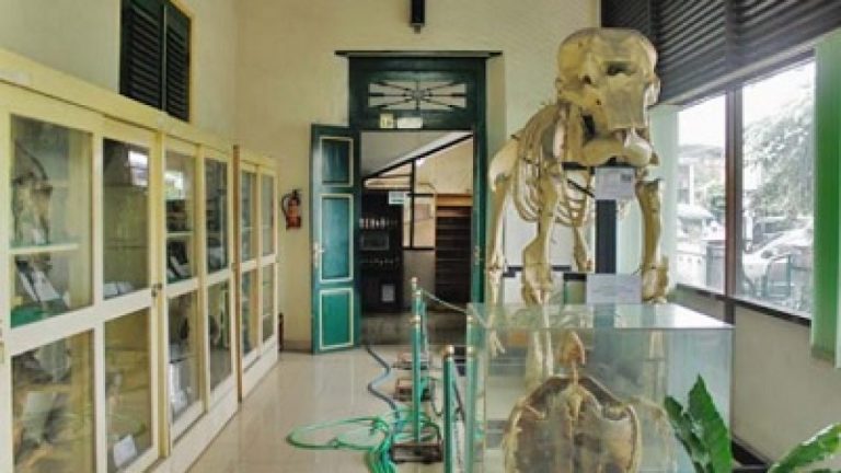 Museum Biologi UGM, Mergangsan